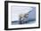 Polar bear cub (Ursus maritimus) jumping over the water, Spitsbergen Island, Svalbard archipelago, -G&M Therin-Weise-Framed Photographic Print