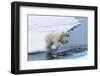 Polar bear cub (Ursus maritimus) jumping over the water, Spitsbergen Island, Svalbard archipelago, -G&M Therin-Weise-Framed Photographic Print