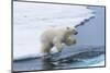Polar bear cub (Ursus maritimus) jumping over the water, Spitsbergen Island, Svalbard archipelago, -G&M Therin-Weise-Mounted Photographic Print