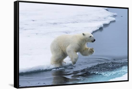 Polar bear cub (Ursus maritimus) jumping over the water, Spitsbergen Island, Svalbard archipelago, -G&M Therin-Weise-Framed Stretched Canvas