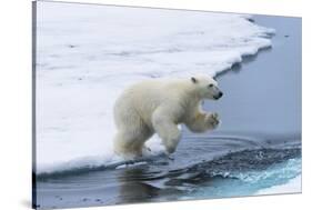 Polar bear cub (Ursus maritimus) jumping over the water, Spitsbergen Island, Svalbard archipelago, -G&M Therin-Weise-Stretched Canvas