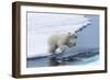 Polar bear cub (Ursus maritimus) jumping over the water, Spitsbergen Island, Svalbard archipelago, -G&M Therin-Weise-Framed Photographic Print