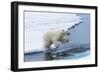 Polar bear cub (Ursus maritimus) jumping over the water, Spitsbergen Island, Svalbard archipelago, -G&M Therin-Weise-Framed Photographic Print