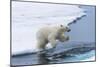 Polar bear cub (Ursus maritimus) jumping over the water, Spitsbergen Island, Svalbard archipelago, -G&M Therin-Weise-Mounted Photographic Print