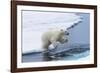 Polar bear cub (Ursus maritimus) jumping over the water, Spitsbergen Island, Svalbard archipelago, -G&M Therin-Weise-Framed Photographic Print