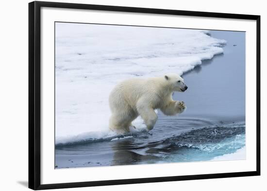 Polar bear cub (Ursus maritimus) jumping over the water, Spitsbergen Island, Svalbard archipelago, -G&M Therin-Weise-Framed Photographic Print