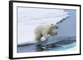 Polar bear cub (Ursus maritimus) jumping over the water, Spitsbergen Island, Svalbard archipelago, -G&M Therin-Weise-Framed Photographic Print