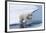 Polar bear cub (Ursus maritimus) jumping over the water, Spitsbergen Island, Svalbard archipelago, -G&M Therin-Weise-Framed Photographic Print