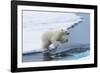 Polar bear cub (Ursus maritimus) jumping over the water, Spitsbergen Island, Svalbard archipelago, -G&M Therin-Weise-Framed Photographic Print