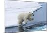 Polar bear cub (Ursus maritimus) jumping over the water, Spitsbergen Island, Svalbard archipelago, -G&M Therin-Weise-Mounted Photographic Print