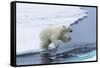 Polar bear cub (Ursus maritimus) jumping over the water, Spitsbergen Island, Svalbard archipelago, -G&M Therin-Weise-Framed Stretched Canvas