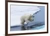 Polar bear cub (Ursus maritimus) jumping over the water, Spitsbergen Island, Svalbard archipelago, -G&M Therin-Weise-Framed Photographic Print