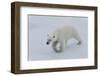 Polar bear cub (Ursus maritimus) walking on a melting ice floe, Spitsbergen Island, Svalbard archip-G&M Therin-Weise-Framed Photographic Print