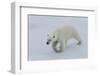 Polar bear cub (Ursus maritimus) walking on a melting ice floe, Spitsbergen Island, Svalbard archip-G&M Therin-Weise-Framed Photographic Print