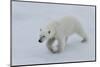 Polar bear cub (Ursus maritimus) walking on a melting ice floe, Spitsbergen Island, Svalbard archip-G&M Therin-Weise-Mounted Photographic Print