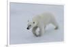 Polar bear cub (Ursus maritimus) walking on a melting ice floe, Spitsbergen Island, Svalbard archip-G&M Therin-Weise-Framed Photographic Print