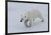 Polar bear cub (Ursus maritimus) walking on a melting ice floe, Spitsbergen Island, Svalbard archip-G&M Therin-Weise-Framed Photographic Print