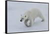 Polar bear cub (Ursus maritimus) walking on a melting ice floe, Spitsbergen Island, Svalbard archip-G&M Therin-Weise-Framed Stretched Canvas