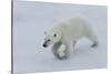 Polar bear cub (Ursus maritimus) walking on a melting ice floe, Spitsbergen Island, Svalbard archip-G&M Therin-Weise-Stretched Canvas