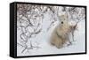 Polar Bear Cub (Ursus Maritimus), Wapusk National Park, Churchill, Hudson Bay, Manitoba, Canada-David Jenkins-Framed Stretched Canvas