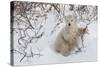Polar Bear Cub (Ursus Maritimus), Wapusk National Park, Churchill, Hudson Bay, Manitoba, Canada-David Jenkins-Stretched Canvas