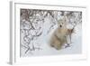 Polar Bear Cub (Ursus Maritimus), Wapusk National Park, Churchill, Hudson Bay, Manitoba, Canada-David Jenkins-Framed Photographic Print