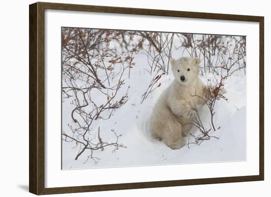 Polar Bear Cub (Ursus Maritimus), Wapusk National Park, Churchill, Hudson Bay, Manitoba, Canada-David Jenkins-Framed Photographic Print