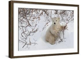 Polar Bear Cub (Ursus Maritimus), Wapusk National Park, Churchill, Hudson Bay, Manitoba, Canada-David Jenkins-Framed Photographic Print