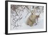 Polar Bear Cub (Ursus Maritimus), Wapusk National Park, Churchill, Hudson Bay, Manitoba, Canada-David Jenkins-Framed Photographic Print