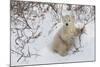 Polar Bear Cub (Ursus Maritimus), Wapusk National Park, Churchill, Hudson Bay, Manitoba, Canada-David Jenkins-Mounted Photographic Print