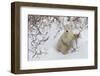 Polar Bear Cub (Ursus Maritimus), Wapusk National Park, Churchill, Hudson Bay, Manitoba, Canada-David Jenkins-Framed Photographic Print