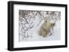 Polar Bear Cub (Ursus Maritimus), Wapusk National Park, Churchill, Hudson Bay, Manitoba, Canada-David Jenkins-Framed Photographic Print