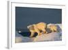 Polar Bear Cub Walking with Mother across Sea Ice Near Harbor Islands,Canada-Paul Souders-Framed Photographic Print