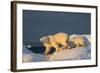 Polar Bear Cub Walking with Mother across Sea Ice Near Harbor Islands,Canada-Paul Souders-Framed Photographic Print