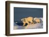 Polar Bear Cub Walking with Mother across Sea Ice Near Harbor Islands,Canada-Paul Souders-Framed Photographic Print