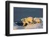 Polar Bear Cub Walking with Mother across Sea Ice Near Harbor Islands,Canada-Paul Souders-Framed Photographic Print