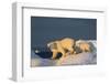 Polar Bear Cub Walking with Mother across Sea Ice Near Harbor Islands,Canada-Paul Souders-Framed Photographic Print