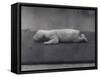 Polar Bear Cub with Eyes Not Yet Open, Lying on a Blanket at London Zoo, January 1920-Frederick William Bond-Framed Stretched Canvas