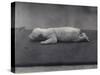 Polar Bear Cub with Eyes Not Yet Open, Lying on a Blanket at London Zoo, January 1920-Frederick William Bond-Stretched Canvas