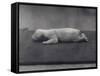 Polar Bear Cub with Eyes Not Yet Open, Lying on a Blanket at London Zoo, January 1920-Frederick William Bond-Framed Stretched Canvas