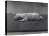 Polar Bear Cub with Eyes Not Yet Open, Lying on a Blanket at London Zoo, January 1920-Frederick William Bond-Stretched Canvas