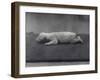 Polar Bear Cub with Eyes Not Yet Open, Lying on a Blanket at London Zoo, January 1920-Frederick William Bond-Framed Photographic Print