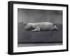 Polar Bear Cub with Eyes Not Yet Open, Lying on a Blanket at London Zoo, January 1920-Frederick William Bond-Framed Photographic Print