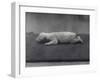 Polar Bear Cub with Eyes Not Yet Open, Lying on a Blanket at London Zoo, January 1920-Frederick William Bond-Framed Photographic Print