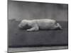 Polar Bear Cub with Eyes Not Yet Open, Lying on a Blanket at London Zoo, January 1920-Frederick William Bond-Mounted Photographic Print