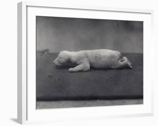 Polar Bear Cub with Eyes Not Yet Open, Lying on a Blanket at London Zoo, January 1920-Frederick William Bond-Framed Photographic Print