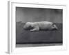 Polar Bear Cub with Eyes Not Yet Open, Lying on a Blanket at London Zoo, January 1920-Frederick William Bond-Framed Photographic Print