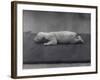 Polar Bear Cub with Eyes Not Yet Open, Lying on a Blanket at London Zoo, January 1920-Frederick William Bond-Framed Photographic Print