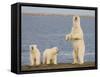 Polar Bear Cubs, Arctic National Wildlife Refuge, Alaska, USA-Hugh Rose-Framed Stretched Canvas