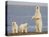 Polar Bear Cubs, Arctic National Wildlife Refuge, Alaska, USA-Hugh Rose-Stretched Canvas